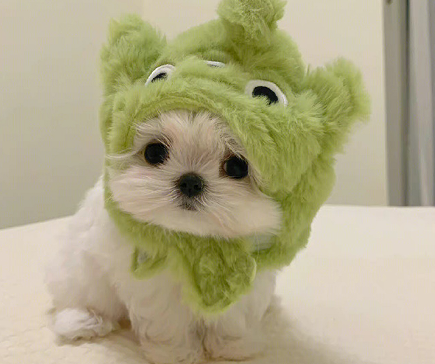 一本正经的有病的网名 没点大病想不出来的网名 一本正经的有病的网名 没点大病想不出来的网名