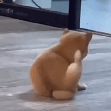 逗比趣味的gif热门表情 笑到合不拢嘴的动态表情