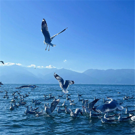 温柔的风景背景图高清很唯美 人会变得温柔是因为懂得太透彻了