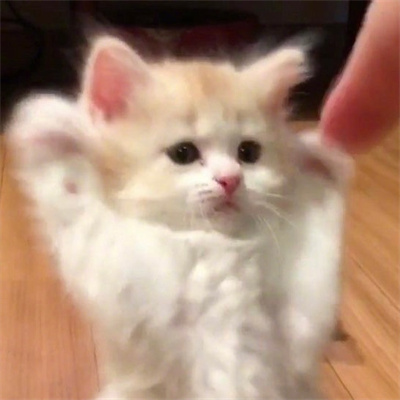 最新可爱猫咪头像超萌高清合集 与猫度过的时光从不会荒废