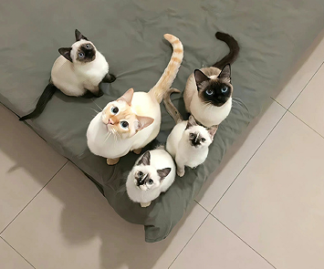 又怂又可爱的timi网名 听起来傻乎乎的昵称