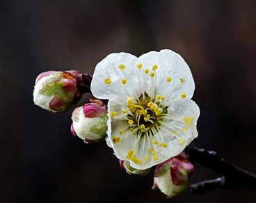 2023春天到来的心情说说 关于春天到来的唯美文案