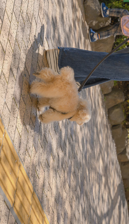 2023春日限定的唯美风景全面屏壁纸合集 令人怦然心动的春季风景皮肤合集