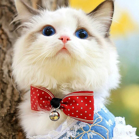 2023最新猫咪可爱高清图片大全真实 想做一只甜糯的猫扑倒在你怀里撒娇