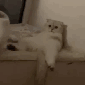 2023趣味又很热门的动态表情 笑死人的很实用的gif表情大全