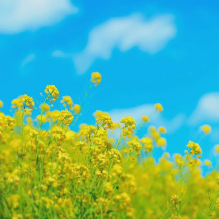 2023很唯美的油菜花风景图片最新 我遇到你的那天春天刚好来到