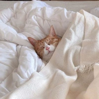 2023最新版呆萌的猫咪头像 伸懒腰能招财的猫会很有钱