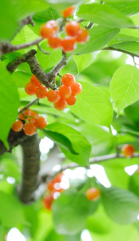 2023夏季清爽系绿色高清壁纸合集 红了樱桃绿了芭蕉