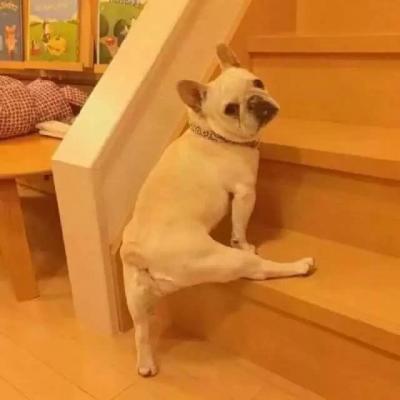 2023俏皮又很萌的动物个性头像 想和你牵手走在夏日傍晚的晚风里