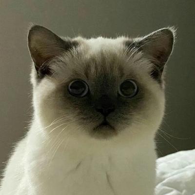 2023呆萌猫咪头像可爱治愈高清 我瞒着宇宙山河悄悄想了你一下