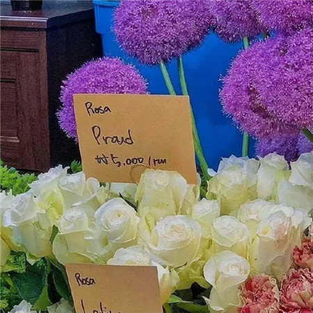 2023浪漫温柔高级感鲜花背景图 我怎么会浪漫呢浪漫的是鲜花