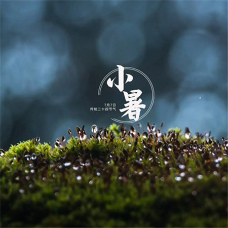 2023小暑带字唯美图片 荷风送清香万物芳华盛