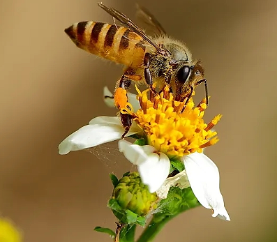 被蜜蜂蛰了发朋友圈的说说 被蜜蜂蛰了搞笑朋友圈