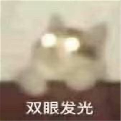 2023小猫咪超级可爱卖萌表情合集 我的人生完了