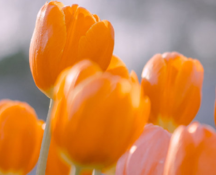 2023白露节气早安祝福语 白露节气祝福语可复制