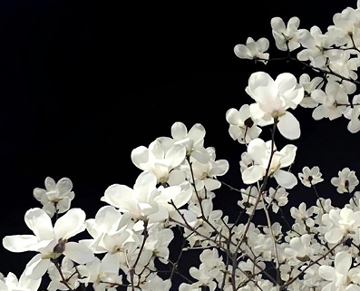 引领潮流的霸气网名2023 很独特的霸气昵称