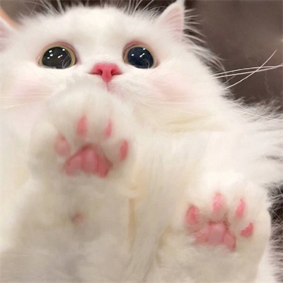 2023能让你缓解压力的萌萌猫咪头像合集 谁都不会拒绝猫猫头像合集