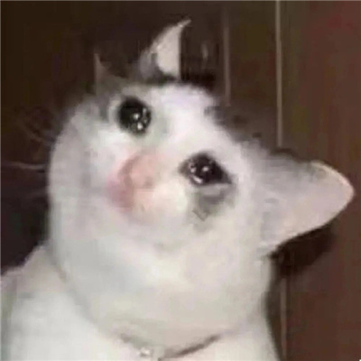 2024哭泣猫猫表情无水印合集 委屈流泪的猫咪表情合集