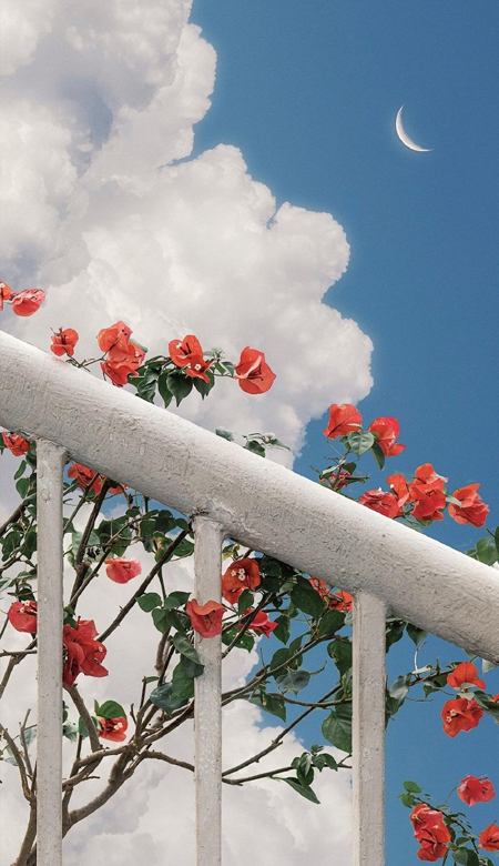 每张都不能错过的优质壁纸 小众款壁纸总有打动你的