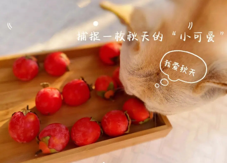 2023霜降节气的祝福语大全 二十四节气的霜降祝福语 2023霜降节气的祝福语大全 二十四节气的霜降祝福语