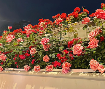 心若美好处处皆美好的说说 心生美好所见皆美好的短句