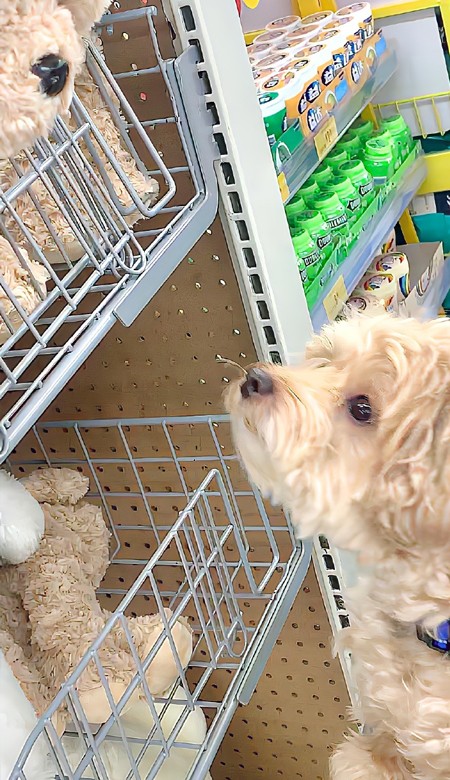 最新日常小众壁纸简约无水印 秋天是倒放的春天