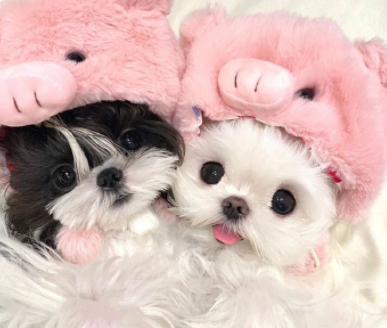 撩到对象坐不住的猫系撒娇情话 猫系男友的撒娇文案 撩到对象坐不住的猫系撒娇情话 猫系男友的撒娇文案