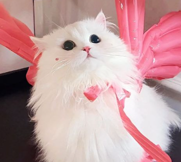 女人涅重生的微信四字网名 代表涅重生的网名