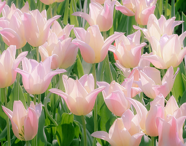 2023春季赏花的开心说说 春天赏花的唯美文案