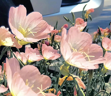 原耽中少年意气风发句子 惊艳了世人的原耽文案