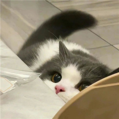 2023让铲屎官疯狂心动的小猫头像 你哄我的时候我就觉得你特别爱我