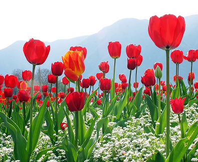 晒跟郁金香合照的说说开心 关于郁金香的浪漫句子 晒跟郁金香合照的说说开心 关于郁金香的浪漫句子