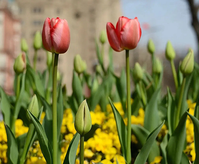 晒跟郁金香合照的说说开心 关于郁金香的浪漫句子 晒跟郁金香合照的说说开心 关于郁金香的浪漫句子