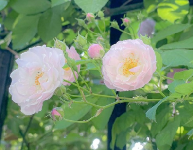 逛花卉市场的朋友圈说说 逛花市朋友圈文案