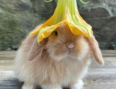 外卖单加料可以用的沙雕文案带图片 点外卖必备的备注句子 外卖单加料可以用的沙雕文案带图片 点外卖必备的备注句子