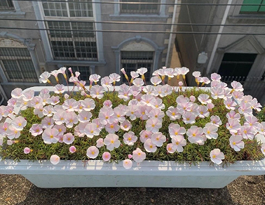 很哇塞的女生网名大全 憨憨好听的新版昵称