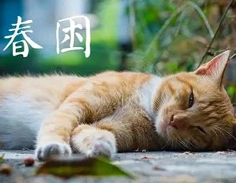 犯春困的搞笑说说 白天犯困的幽默说说 犯春困的搞笑说说 白天犯困的幽默说说