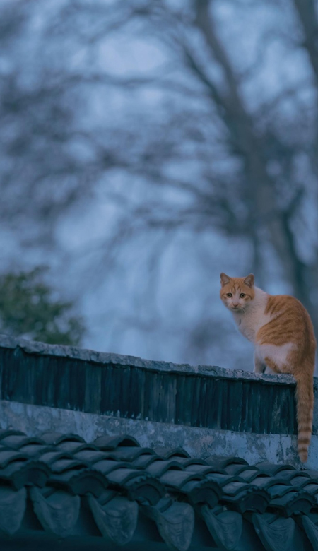 日常快乐小猫咪的壁纸带来好心情 小猫咪的快乐日常