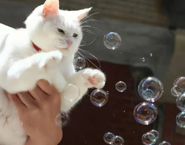 享受成功的喜悦说说 成功之后的开心句子