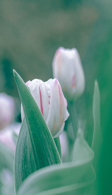 颜值高的高质量壁纸合集 ins感的温柔型皮肤合集