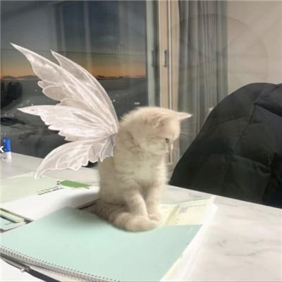 2023天使猫猫头像高清可爱 每天演好一个情绪稳定的成年人