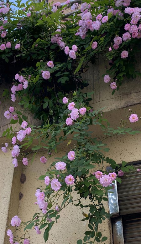 很难不爱的手机壁纸高清 看着让人心里舒服的壁纸