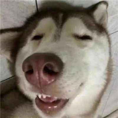 看起来不太聪明的头像 很高兴喜欢你这么美好的人