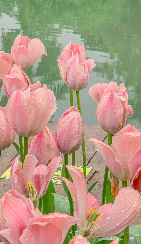 全屏壁纸少女心个性 美到你心坎上的皮肤合集