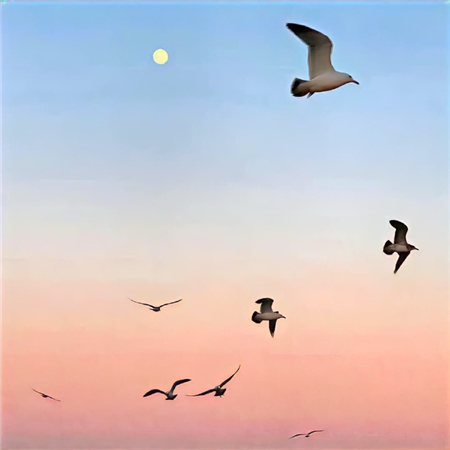 很特别的又很气质的图片最热门 超有品位的高质量素材合集