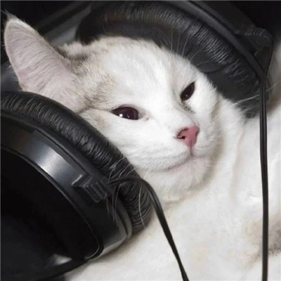 戴上耳机与世隔绝的猫狗头像 很喜欢熊二说的一句话俺饿啦