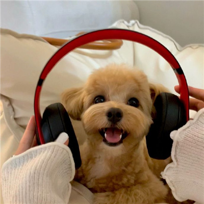 戴上耳机与世隔绝的猫狗头像 很喜欢熊二说的一句话俺饿啦