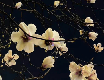 慢生活节奏朋友圈说说 享受慢节奏生活的短句