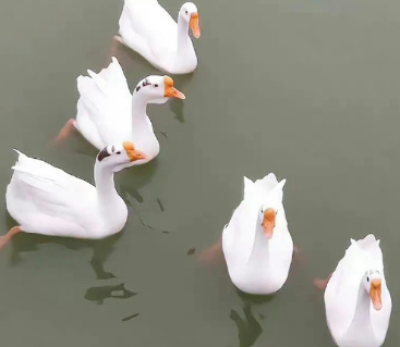 家庭主妇心酸和无奈说说 全职宝妈压抑的心情说说 家庭主妇心酸和无奈说说 全职宝妈压抑的心情说说