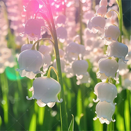 超美与众不同的铃铛花图片高清温柔 这么好看的铃铛花该分享给谁呢